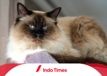 Kucing Ragdoll Asli: Ciri-ciri, Perawatan, dan Keunikan Ras Ini