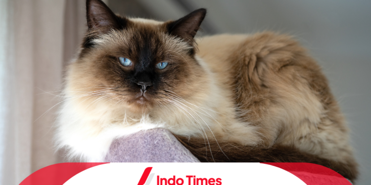 Kucing Ragdoll Asli: Ciri-ciri, Perawatan, dan Keunikan Ras Ini