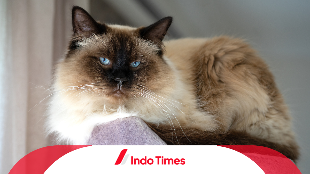 Kucing Ragdoll Asli: Ciri-ciri, Perawatan, dan Keunikan Ras Ini - IndoTimes