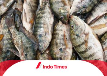 Teknik Mengundang Ikan Nila Babon: Memahami Kebutuhan dan Keinginan untuk Keberhasilan Budidaya