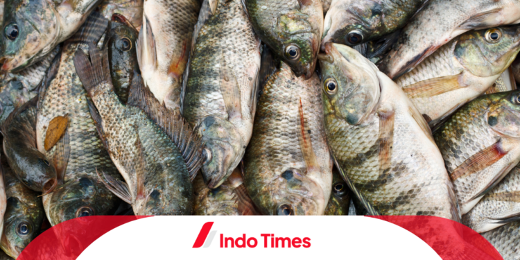 Teknik Mengundang Ikan Nila Babon: Memahami Kebutuhan dan Keinginan untuk Keberhasilan Budidaya