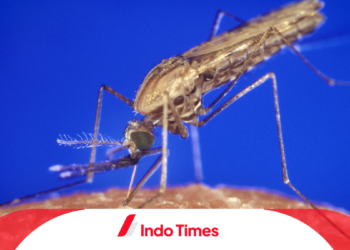 Viral! Nyamuk Anopheles Menjadi Penyebab Prajurit TNI Meninggal di Pedalaman Papuan Belum Sebulan Bertugas