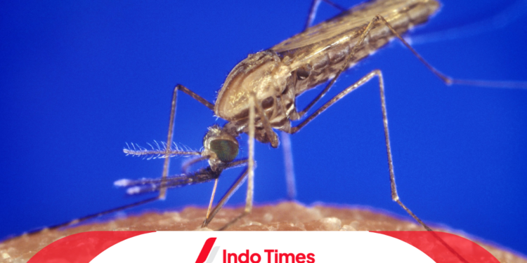 Viral! Nyamuk Anopheles Menjadi Penyebab Prajurit TNI Meninggal di Pedalaman Papuan Belum Sebulan Bertugas 1 Viral! Nyamuk Anopheles Menjadi Penyebab Prajurit TNI Meninggal di Pedalaman Papuan Belum Sebulan Bertugas