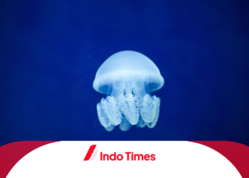 Himbauan agar Wisatawan Waspada Ubur-Ubur Pantai Parangtritis: 15 Orang Terkena Sengatan 4 Ubur-Ubur Pantai Parangtritis