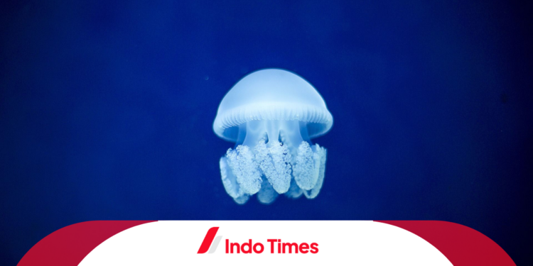 Himbauan agar Wisatawan Waspada Ubur-Ubur Pantai Parangtritis: 15 Orang Terkena Sengatan 1 Ubur-Ubur Pantai Parangtritis