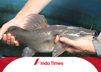 Umpan Ikan Baung di Air Keruh: Strategi Umpan yang Efektif dan Teknik yang Tepat