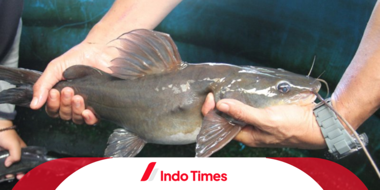 Umpan Ikan Baung di Air Keruh: Strategi Umpan yang Efektif dan Teknik yang Tepat