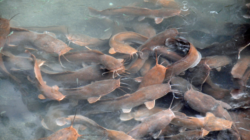 Feromon dan Hormon Pemicu Pernapasan Ikan Lele