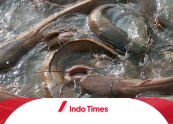 Mengetahui Bau yang Disukai Ikan Lele untuk Meningkatkan Hasil Budidaya