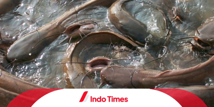 Mengetahui Bau yang Disukai Ikan Lele untuk Meningkatkan Hasil Budidaya