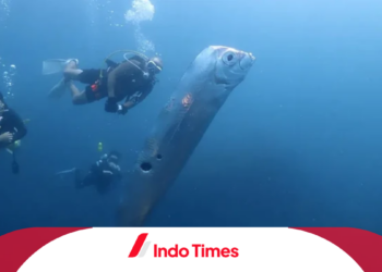 Kemunculan Ikan Oarfish di Taiwan Sebagai Pembawa Pesan Bencana, Mitos atau Fakta?