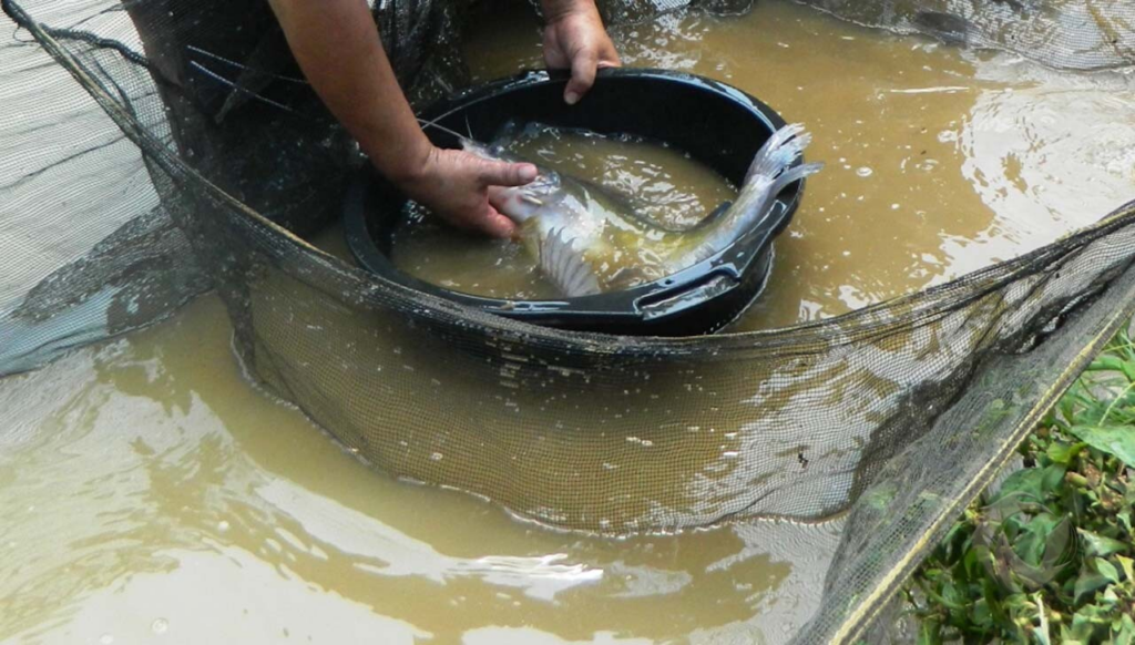 Teknik Memancing dan Posisi Joran yang Efektif dalam Menangkap Ikan Baung di Air Keruh