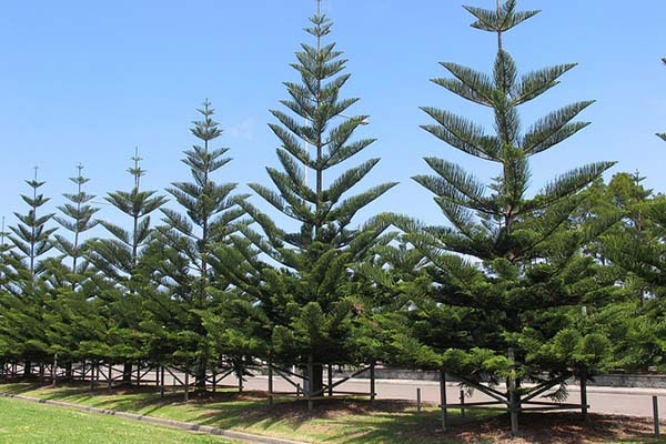 Pohon Cemara Udang (Araucaria heterophylla) || Jenis Pohon Peneduh Rumah