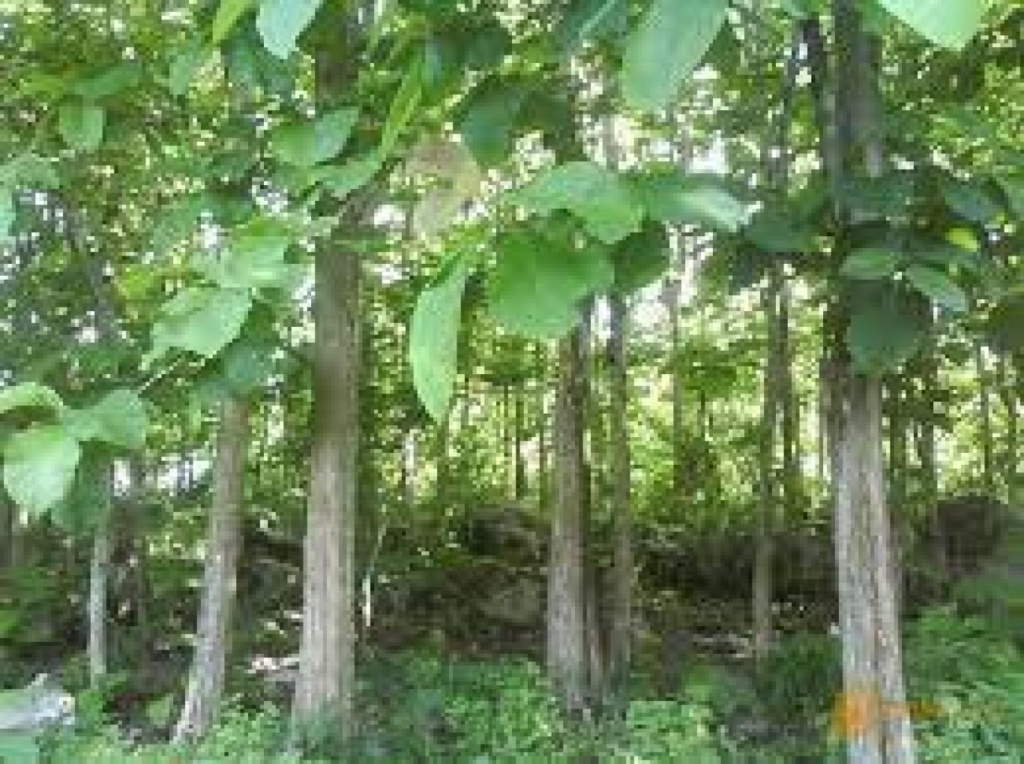 Pohon Jati (Tectona grandis) || Jenis Pohon Peneduh Rumah