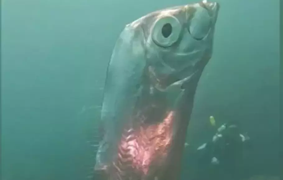 Mitos kemunculan ikan oarfish di Permukaan, Benarkah Membawa Bencana?