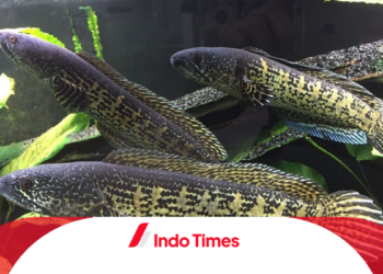3 Langkah Penting untuk Mengobati Jamur Pada Ikan Gabus