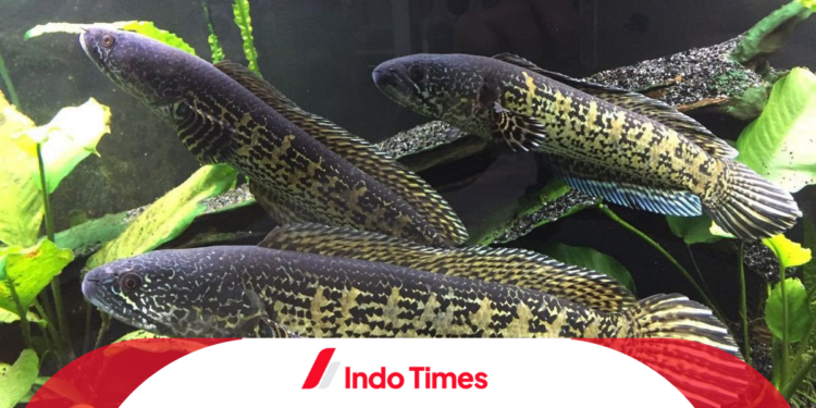 3 Langkah Penting untuk Mengobati Jamur Pada Ikan Gabus