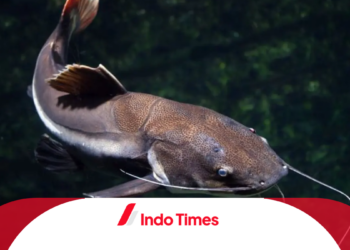 Penasaran Waktu Terbaik Menebarkan Bibit Lele? Ikuti Panduannya di sini!