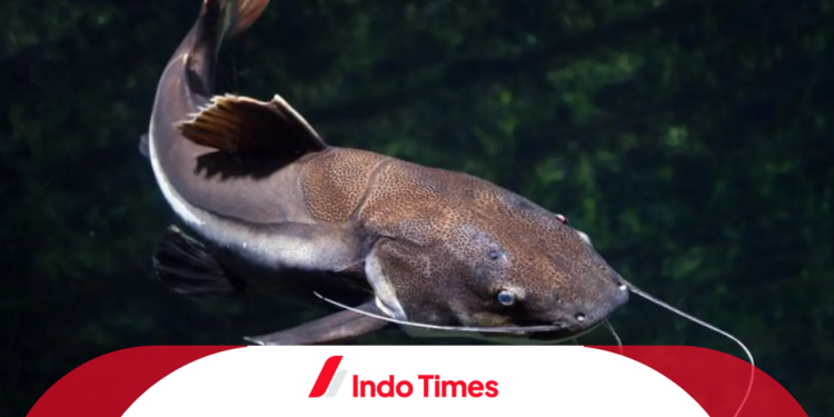 Penasaran Waktu Terbaik Menebarkan Bibit Lele? Ikuti Panduannya di sini!