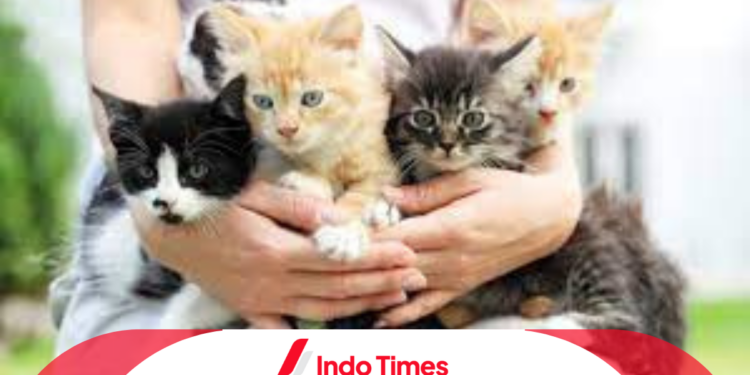 Sejarah Hari Kucing Sedunia yang Diperingati 8 Agustus 1 Hari Kucing Sedunia