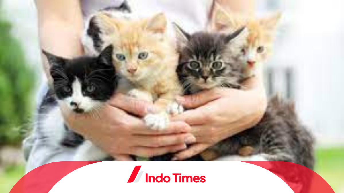 Sejarah Hari Kucing Sedunia yang diperingati setiap tanggal 8 Agustus