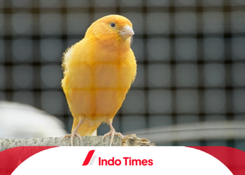 10 Jenis Burung Kenari yang Memiliki Kicauan dan Warna Bulu yang Luar Biasa