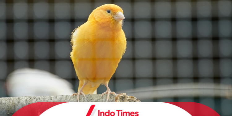 10 Jenis Burung Kenari yang Memiliki Kicauan dan Warna Bulu yang Luar Biasa 1 10 Jenis Burung Kenari yang Memiliki Kicauan dan Warna Bulu yang Luar Biasa