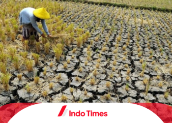 12 Provinsi Terancam Krisis Pangan di Indonesia. Pemerintah Diminta untuk Antisipasi 1 12 Provinsi Terancam Krisis Pangan di Indonesia. Pemerintah Diminta untuk Antisipasi