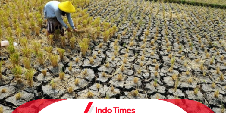 12 Provinsi Terancam Krisis Pangan di Indonesia. Pemerintah Diminta untuk Antisipasi 1 12 Provinsi Terancam Krisis Pangan di Indonesia. Pemerintah Diminta untuk Antisipasi