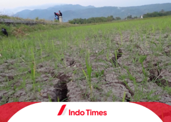 Menghadapi Kekeringan Parah: Status Siaga Darurat Kekeringan Bogor Ditetapkan Pemkab