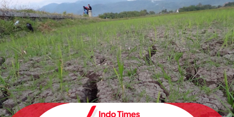 Menghadapi Kekeringan Parah: Status Siaga Darurat Kekeringan Bogor Ditetapkan Pemkab 1 Menghadapi Kekeringan Parah: Status Siaga Darurat Kekeringan Bogor Ditetapkan Pemkab