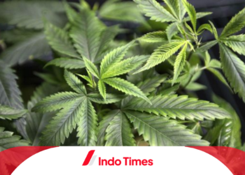 Turis Amerika Semprot Uap Ganja di Jalanan Phuket. Jalanan Dipenuhi Kabut Ganja