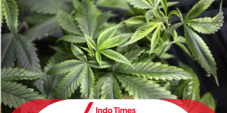 Turis Amerika Semprot Uap Ganja di Jalanan Phuket. Jalanan Dipenuhi Kabut Ganja 1 Turis Amerika Semprot Uap Ganja di Jalanan Phuket. Jalanan Dipenuhi Kabut Ganja