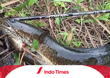 Cara Casting Ikan Gabus