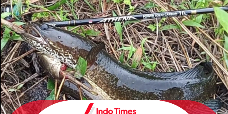 Cara Casting Ikan Gabus