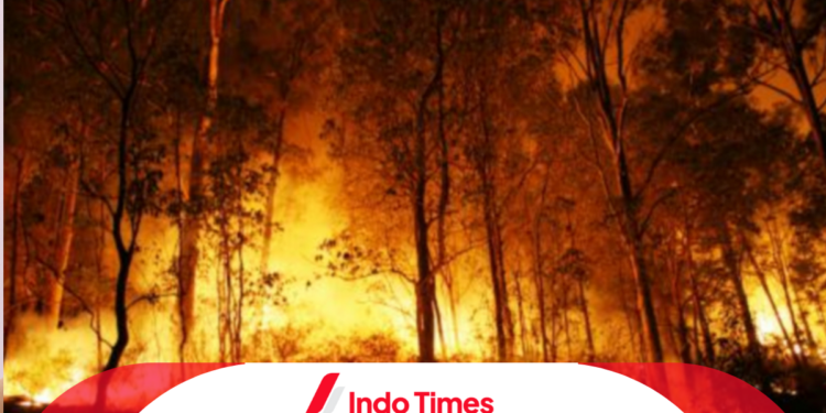 Peristiwa Gunung Sumbing Kebakaran Mengakibatkan 44 Pendaki Dievakuasi 1 Gunung Sumbing Kebakaran
