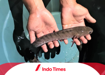Ikan Gabus untuk Diabetes