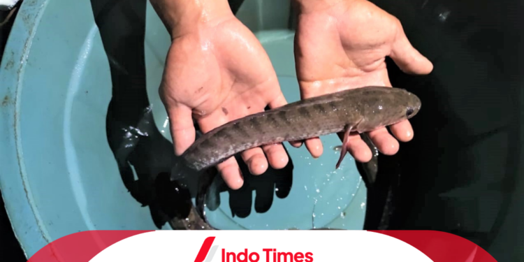 Ikan Gabus untuk Diabetes: Ikuti 4 Petunjuk Konsumsi Agar Tetap Aman 1 Ikan Gabus untuk Diabetes