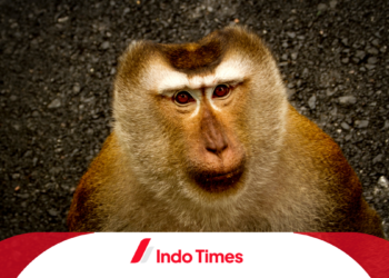 Heboh! Teror Monyet Besar di Ciamis Bikin Geger Sekolah. Anak-Anak Langsung Sembunyi