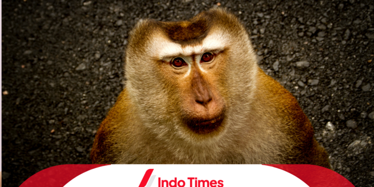 Heboh! Teror Monyet Besar di Ciamis Bikin Geger Sekolah. Anak-Anak Langsung Sembunyi 1 Heboh! Teror Monyet Besar di Ciamis Bikin Geger Sekolah. Anak-Anak Langsung Sembunyi