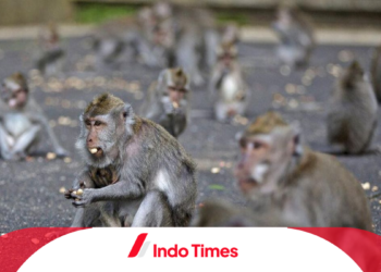 Turis Australia Digigit Hewan Liar