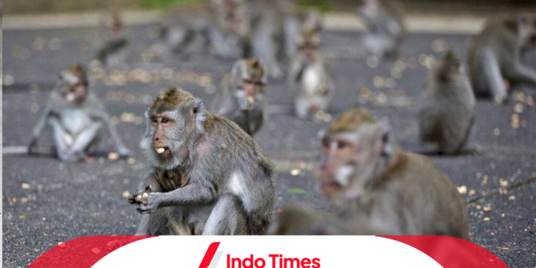 Turis Australia Digigit Hewan Liar