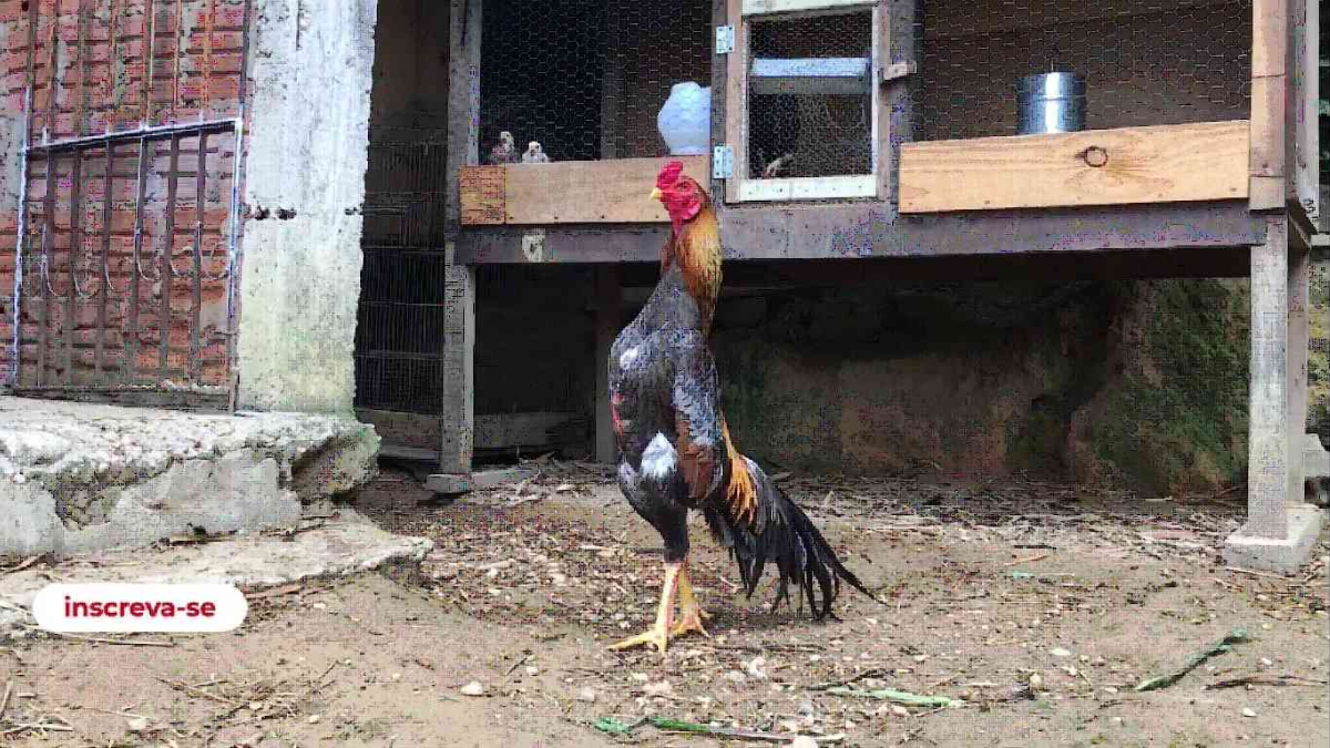 Mengenal Ayam Shamo: Jenis, Ciri-Ciri, Kekurangan dan Kelebihan - IndoTimes