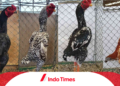 Mengenal Ayam Shamo: Jenis, Ciri-Ciri, Kekurangan dan Kelebihan