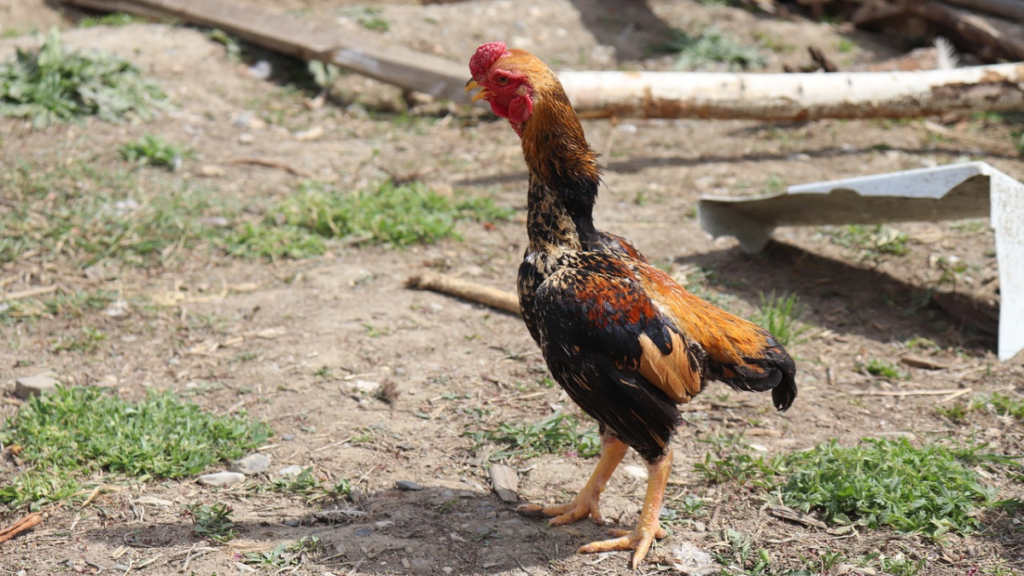 Kelebihan dan Kekurangan Ayam Shamo