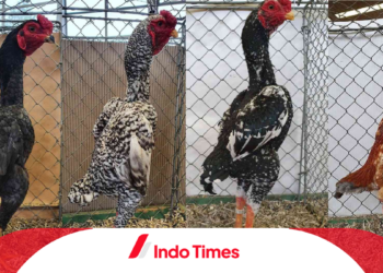 Mengenal Ayam Shamo: Jenis, Ciri-Ciri, Kekurangan dan Kelebihan
