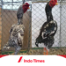 Mengenal Ayam Shamo: Jenis, Ciri-Ciri, Kekurangan dan Kelebihan 3 Mengenal Ayam Shamo: Jenis, Ciri-Ciri, Kekurangan dan Kelebihan
