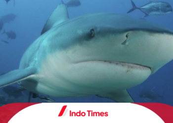 Hewan yang Hidup di Air: Jenis, Sifat dan Karakteristiknya