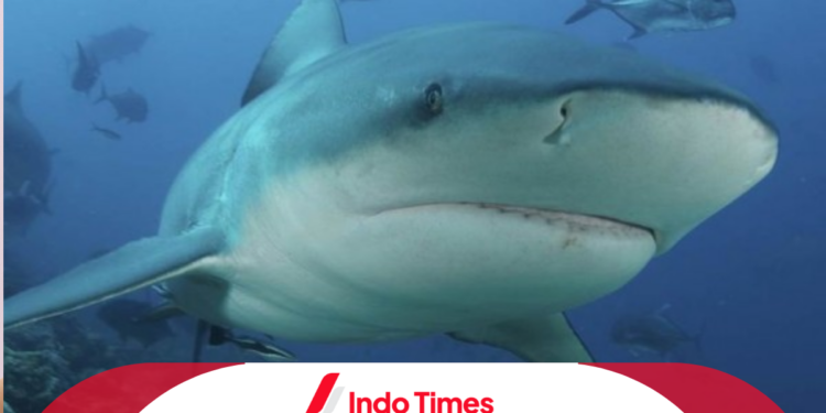 Hewan yang Hidup di Air: Jenis, Sifat dan Karakteristiknya