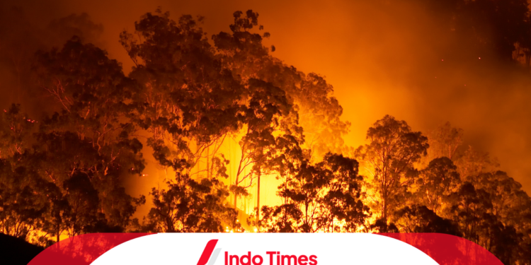 Kebakaran Hutan Gunung Lawu Semakin Meluas, Petugas dan Masyarakat Kian Siaga 1 Kebakaran Hutan Gunung Lawu Semakin Meluas, Petugas dan Masyarakat Kian Siaga
